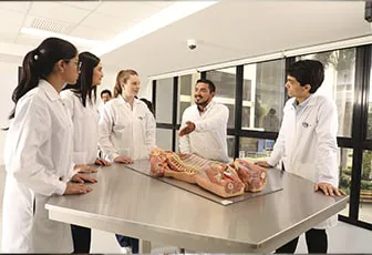 anatomia