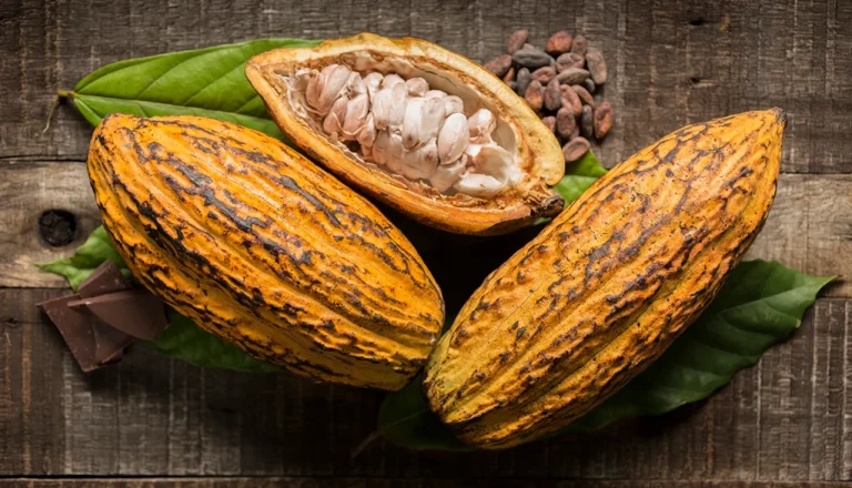 investigacion-ican-proyecto-cacao